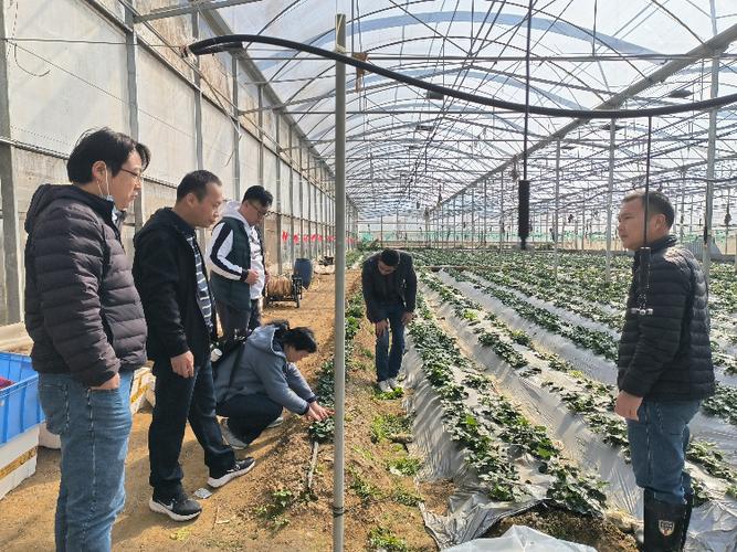 人勤春来早 农技服务助春耕——惠城区农业技术推广中心技术推广服务纪实